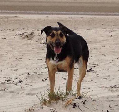 Annie on the beach