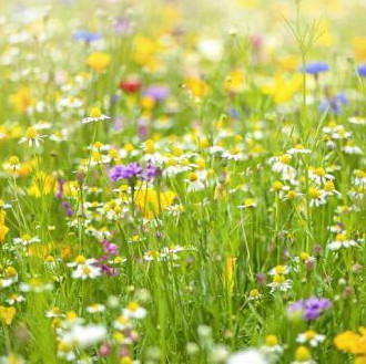 Meadow grass